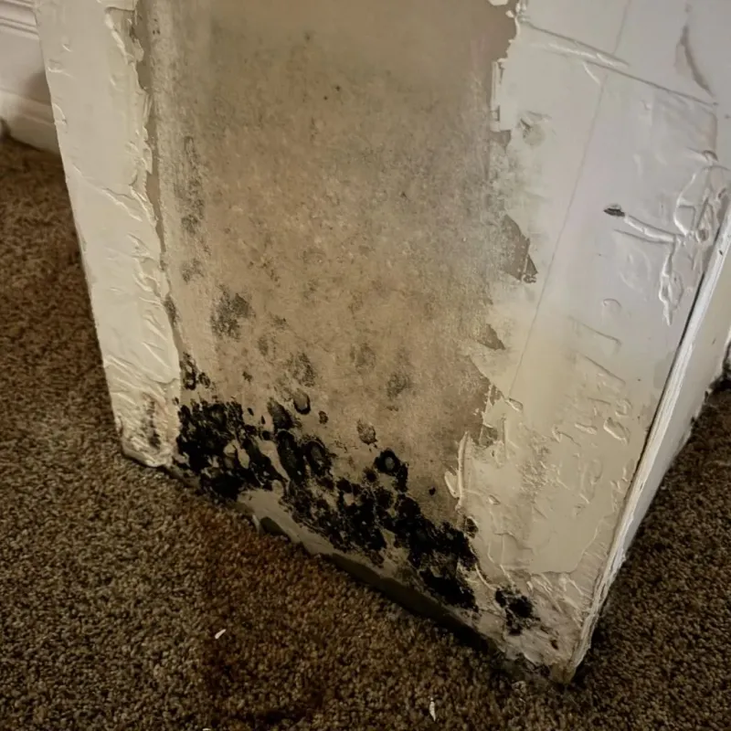 Professional Mold Removal in New Ellenton, SC